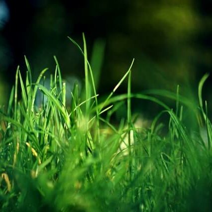 petite photo d'herbe verte non tondue